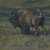 Buffalo by Doug Hall - 067 - 20x24