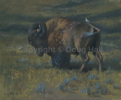 Buffalo by Doug Hall - 067 - 20x24
